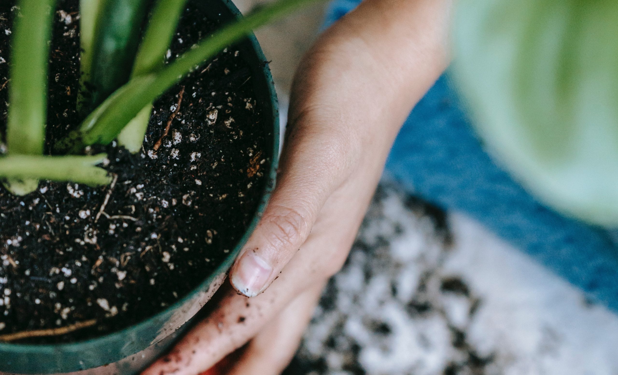 How to choose the best soil substrate for potted plants?